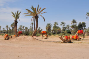 zagora desert tour