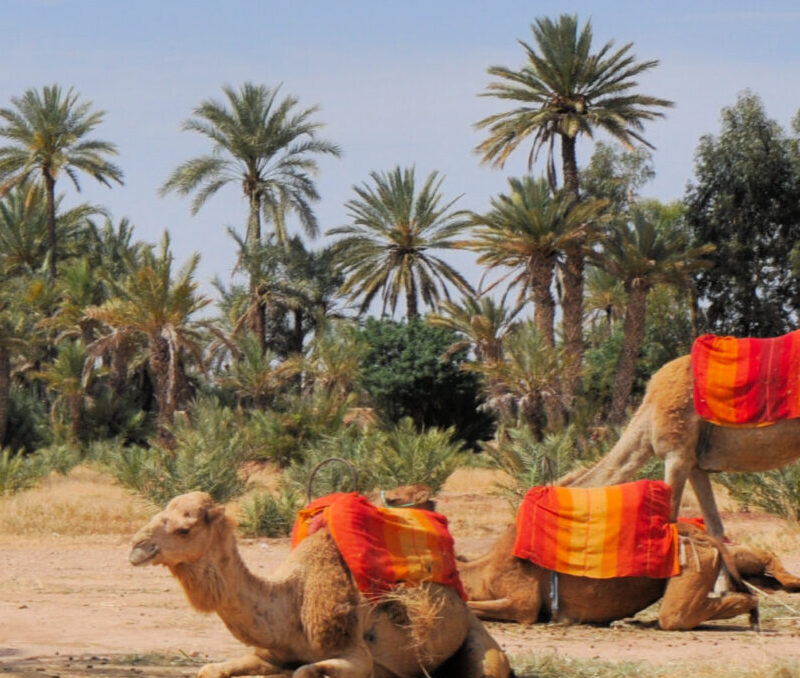 zagora desert tour